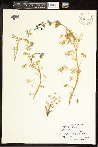 Lupinus nanus image