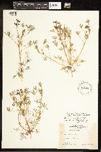 Lupinus nanus image