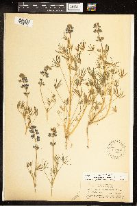 Lupinus nanus image