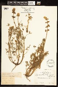 Lupinus nanus image