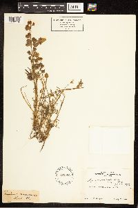 Lupinus nanus image