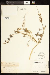 Thumbnail image of current specimen