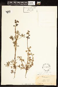 Lupinus nanus image