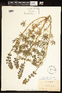 Lupinus nanus image