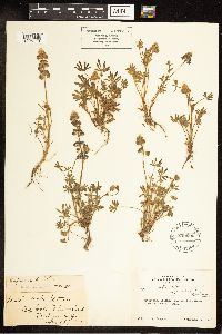 Lupinus nanus image
