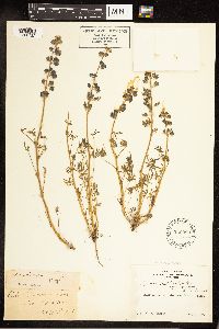 Lupinus nanus image