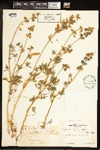 Lupinus nanus image