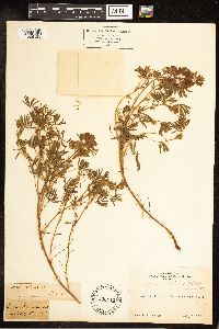 Lupinus variicolor image