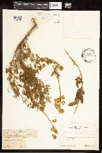 Lupinus variicolor image