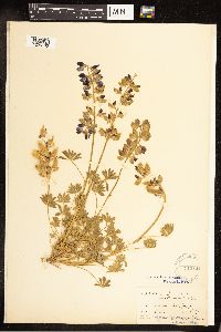 Lupinus variicolor image