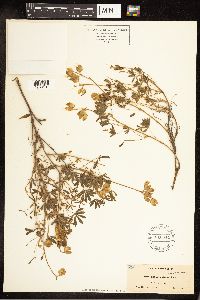 Lupinus variicolor image