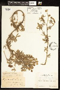 Lupinus variicolor image