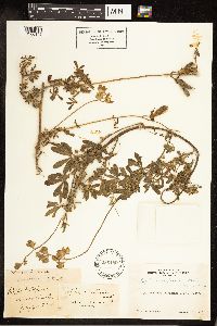 Lupinus variicolor image