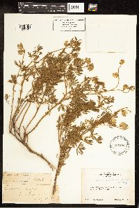 Lupinus variicolor image