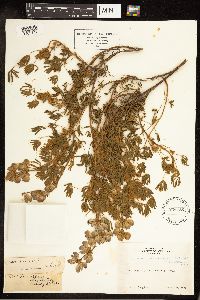 Lupinus variicolor image