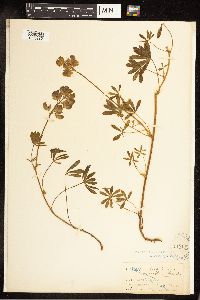 Lupinus variicolor image