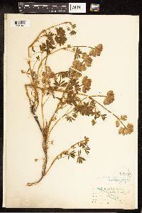 Lupinus variicolor image