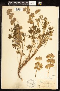 Lupinus variicolor image