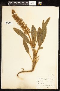 Thumbnail image of current specimen