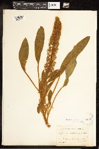 Thumbnail image of current specimen