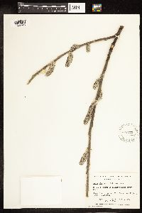 Salix alaxensis image