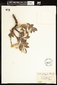 Salix alaxensis image