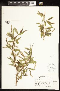 Salix alba image