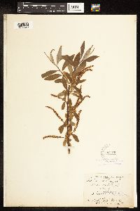Salix alba image