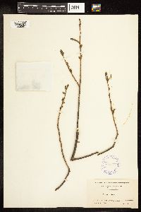 Salix alba image