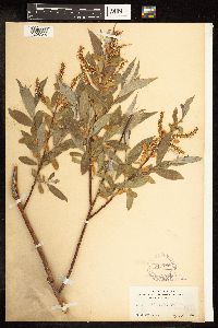Salix alba image