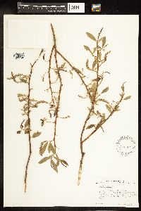 Salix alba image