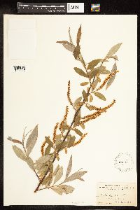 Salix alba image