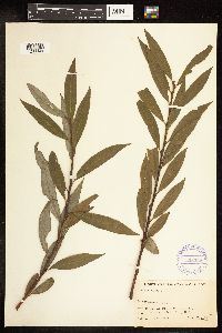 Salix alba image