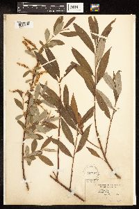 Salix alba image
