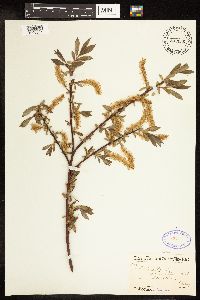 Salix alba image
