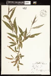 Salix alba image