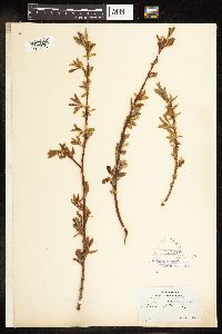 Salix alba image