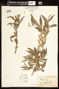 Salix alba image
