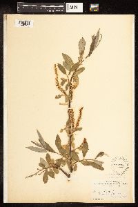 Salix alba image