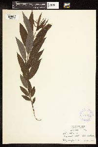 Salix alba image