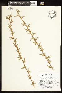 Salix alba image