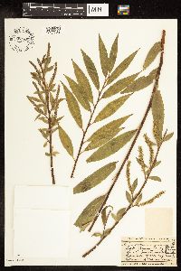Salix alba image