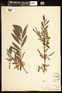 Salix alba image