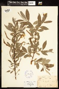 Salix alba image