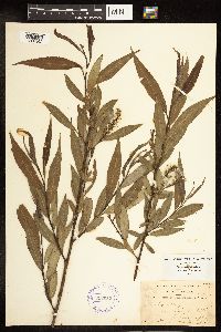 Salix alba image