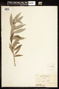 Salix alba image