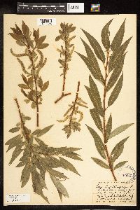 Salix alba image