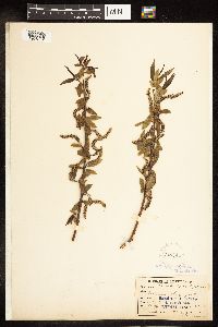 Salix alba image