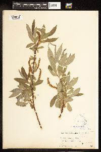 Salix alba image