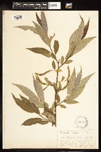 Salix alba image